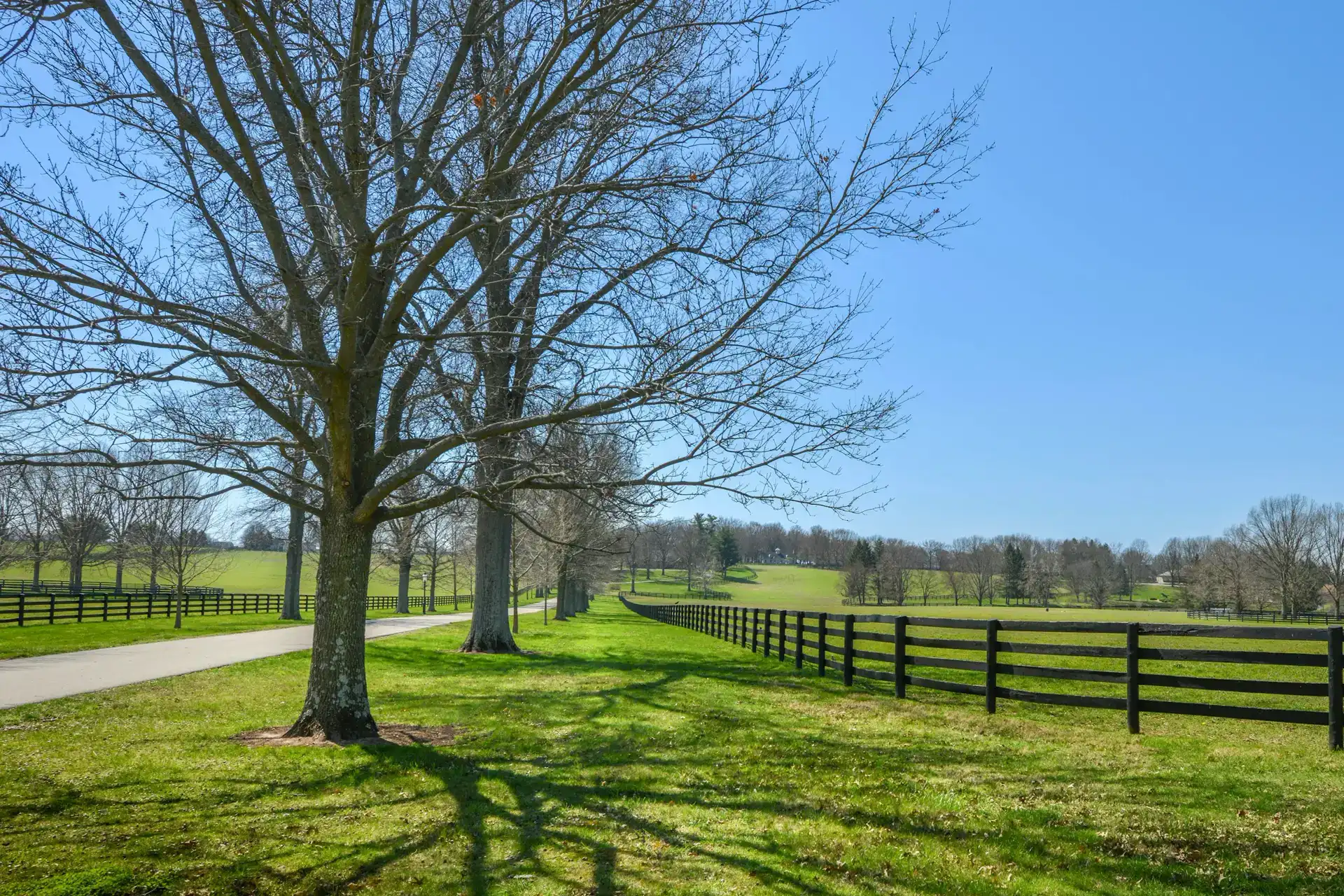 Tree-lined country road beside a black horse fence and green pasture in Lexington, Kentucky