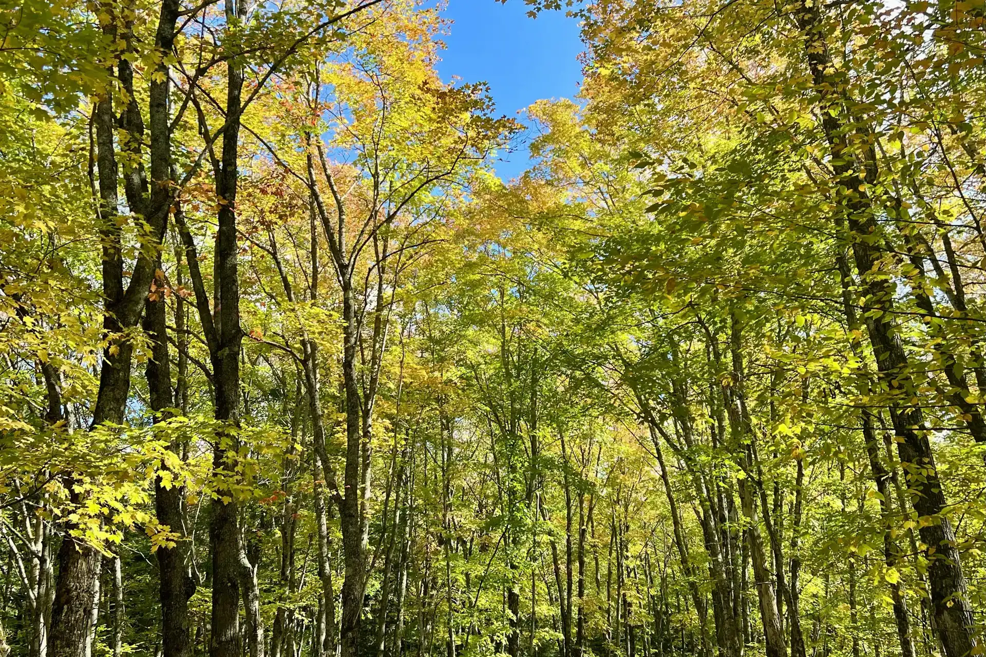 Empty road running through autumn trees near Redridge, Michigan