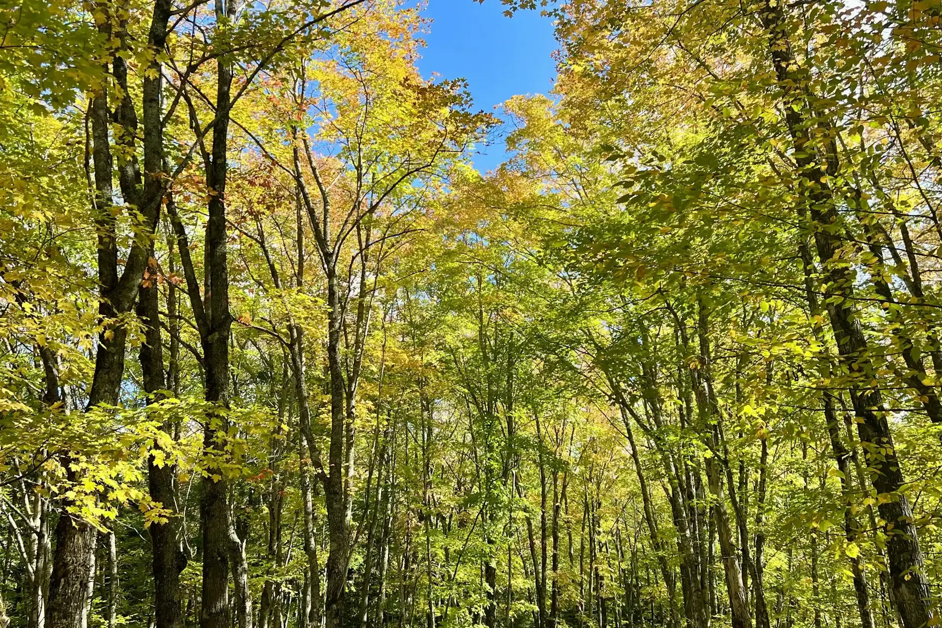 Empty road running through autumn trees near Redridge, Michigan
